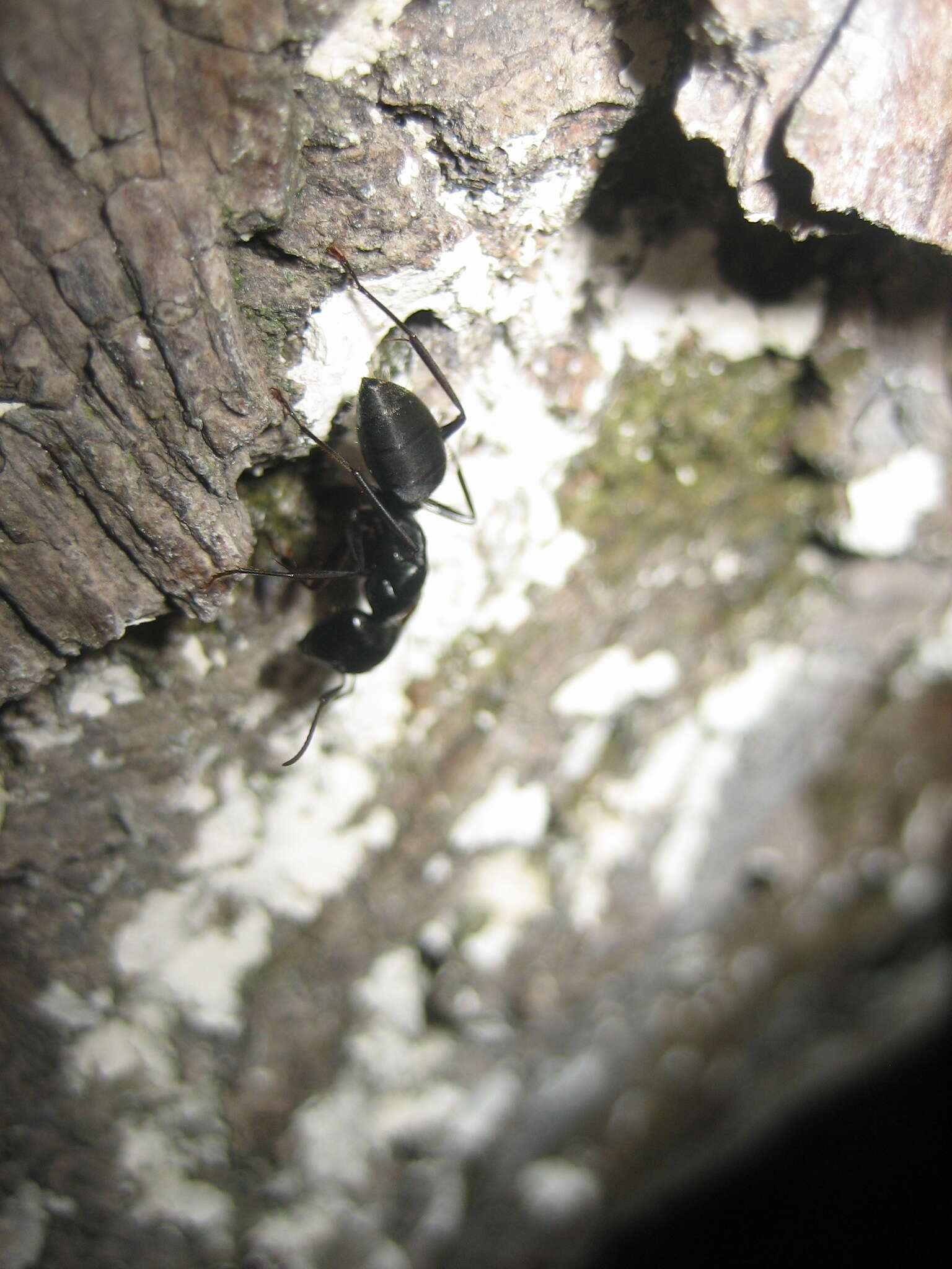 Image of Camponotus japonicus Mayr 1866