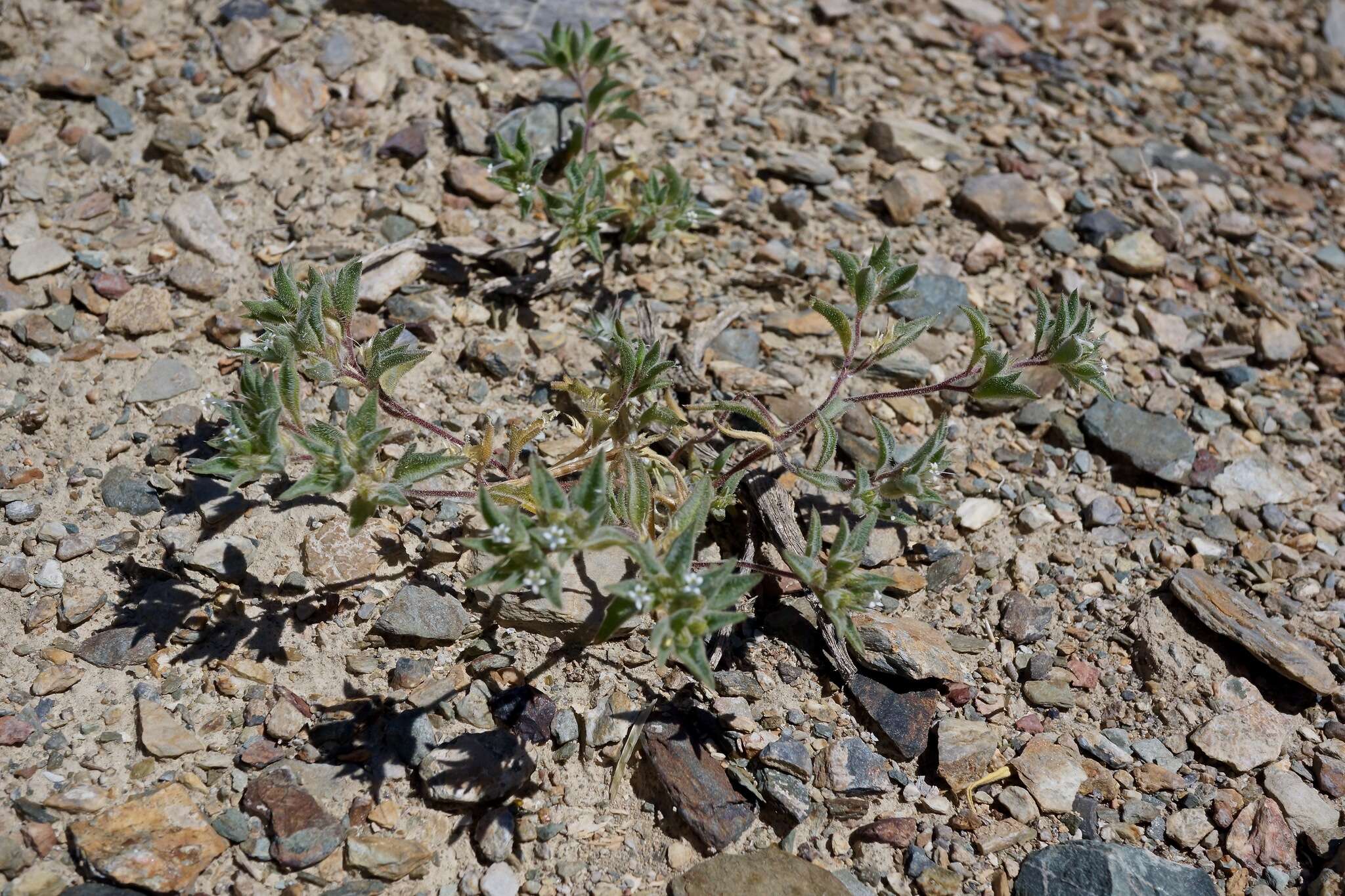 Слика од Loeseliastrum depressum (M. E. Jones ex A. Gray) J. M. Porter & L. A. Johnson