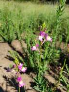 Imagem de Linaria maroccana Hook. fil.