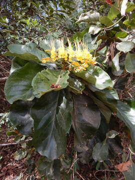 Image of Deplanchea tetraphylla (R. Br.) F. Muell. ex van Steenis