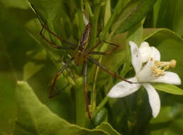 Image of Peucetia lucasi (Vinson 1863)