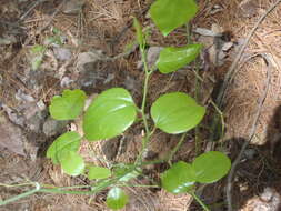 Smilax rotundifolia L. resmi