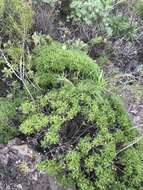 Image of Argyranthemum frutescens subsp. canariae (Christ.) Humphr.