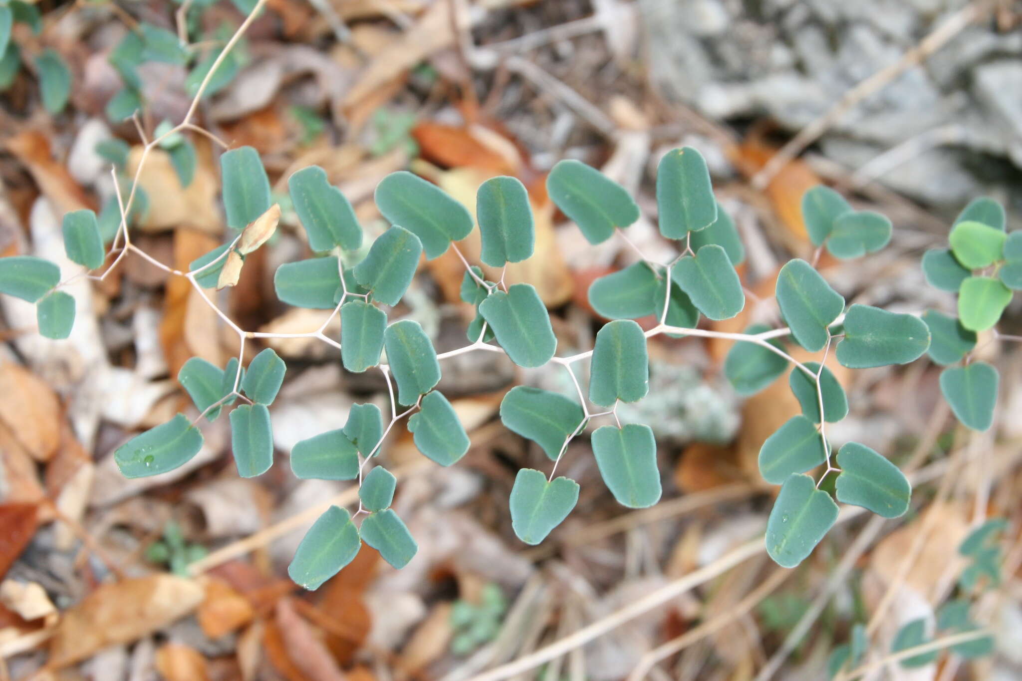 Image de Pellaea ovata (Desv.) Weath.