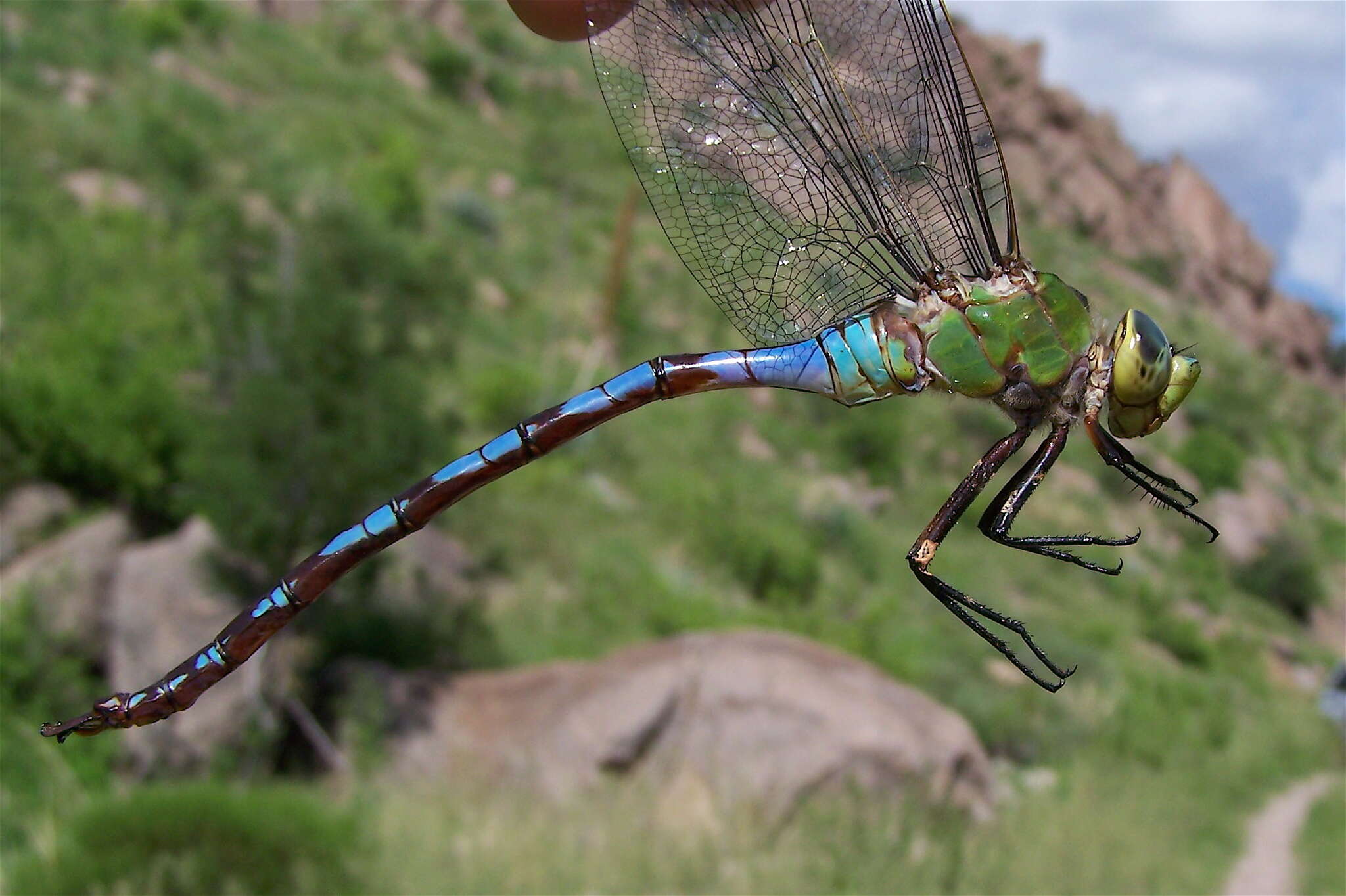 Image of Giant Darner