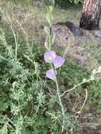 Image de Sidalcea robusta A. A. Heller