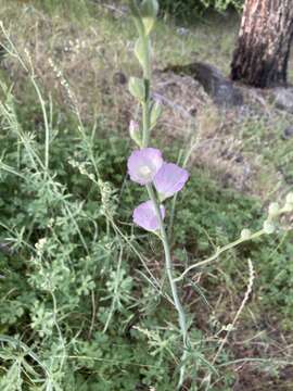 Image de Sidalcea robusta A. A. Heller