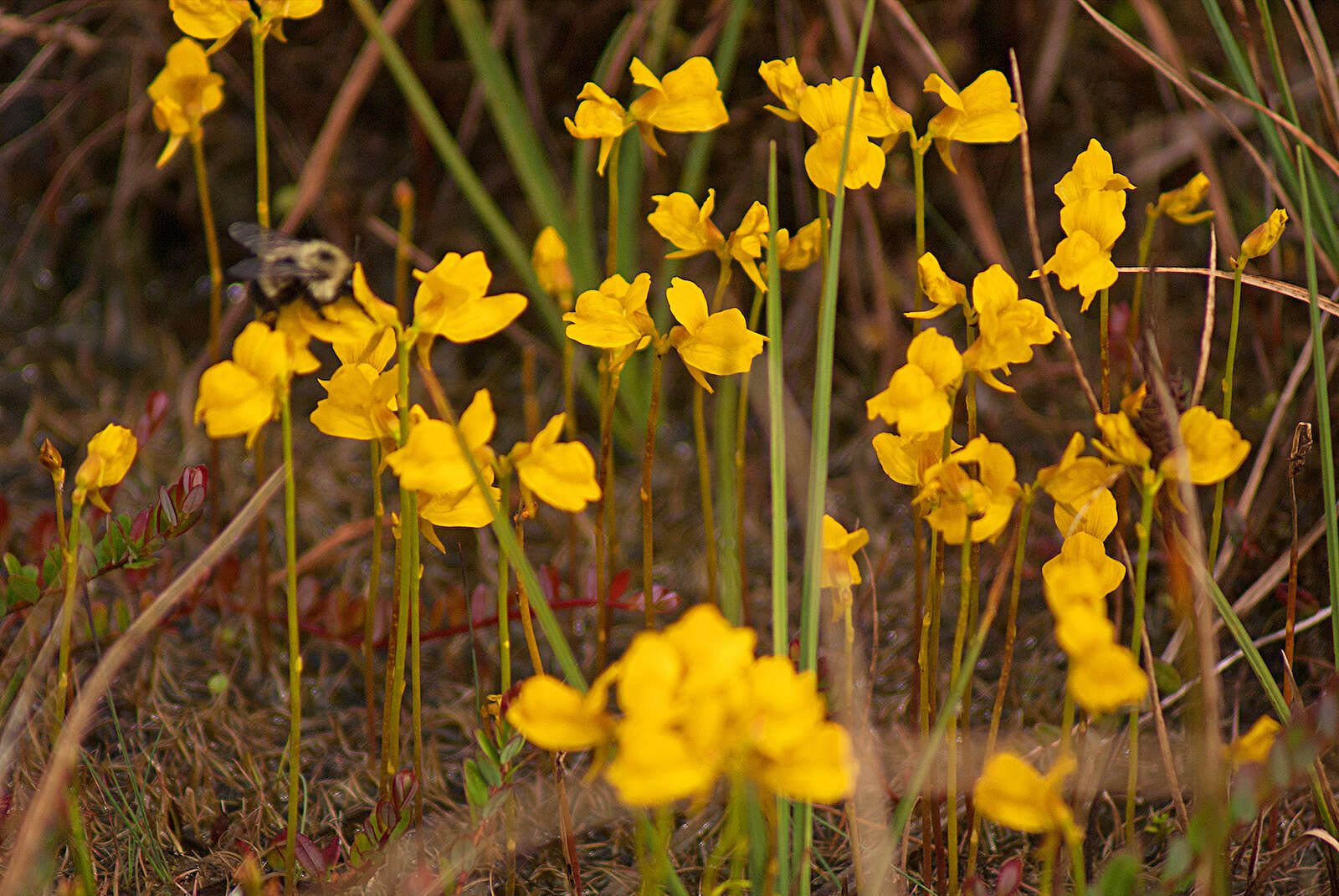 Image of horned bladderwort