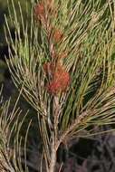 Image of Allocasuarina emuina L. A. S. Johnson