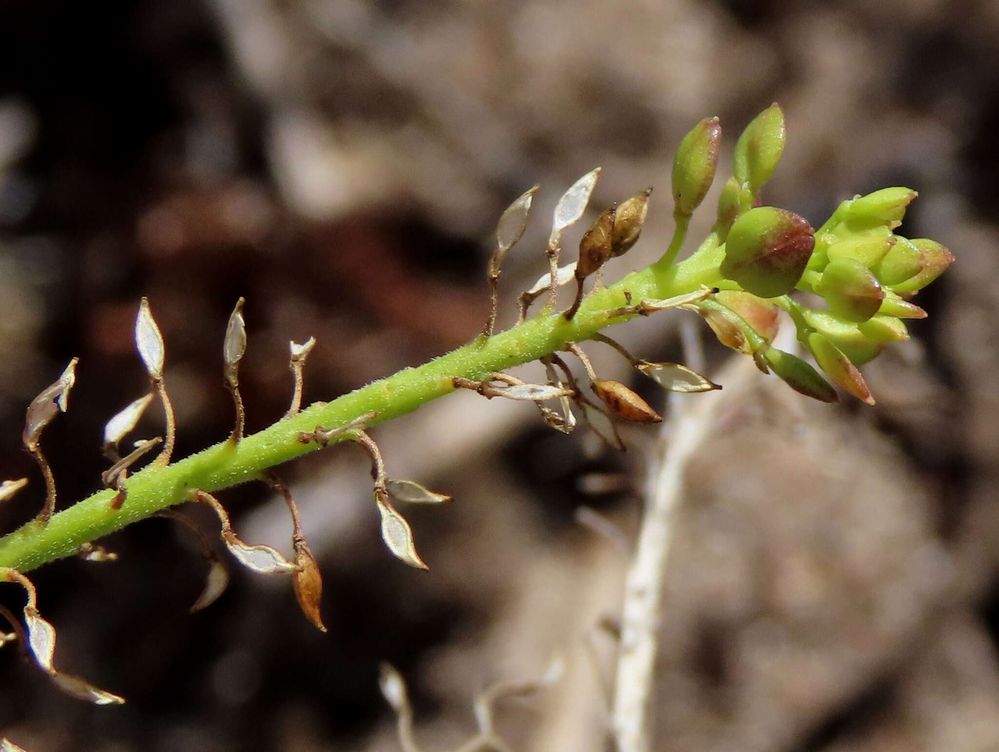 Sivun Lepidium capense Thunb. kuva