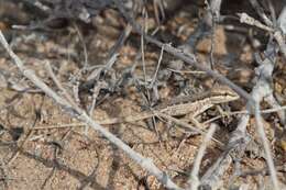 Image of Arnold's Rock Gecko