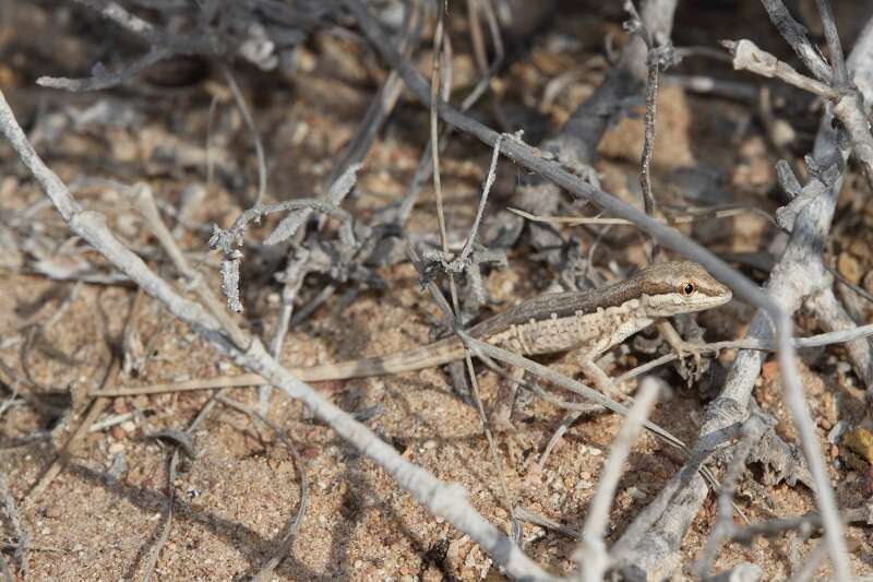 Image of Arnold's Rock Gecko