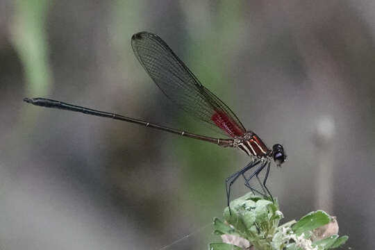 Image of Hetaerina occisa Hagen ex Selys 1853