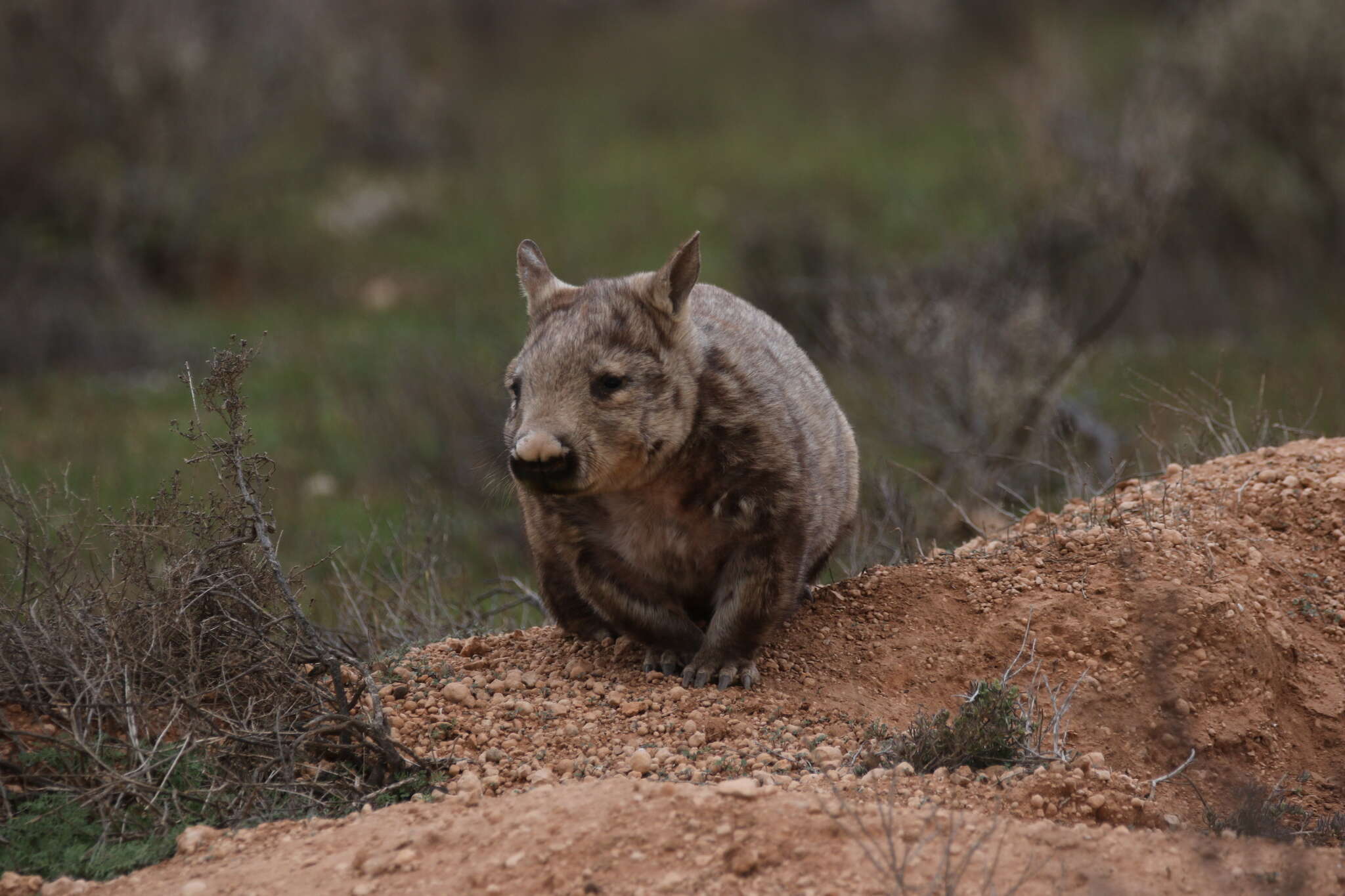 Image of hairy-nosed wombats