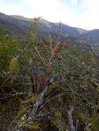 Image of Tillandsia tehuacana I. Ramírez & Carnevali