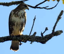 Image of Forest Buzzard