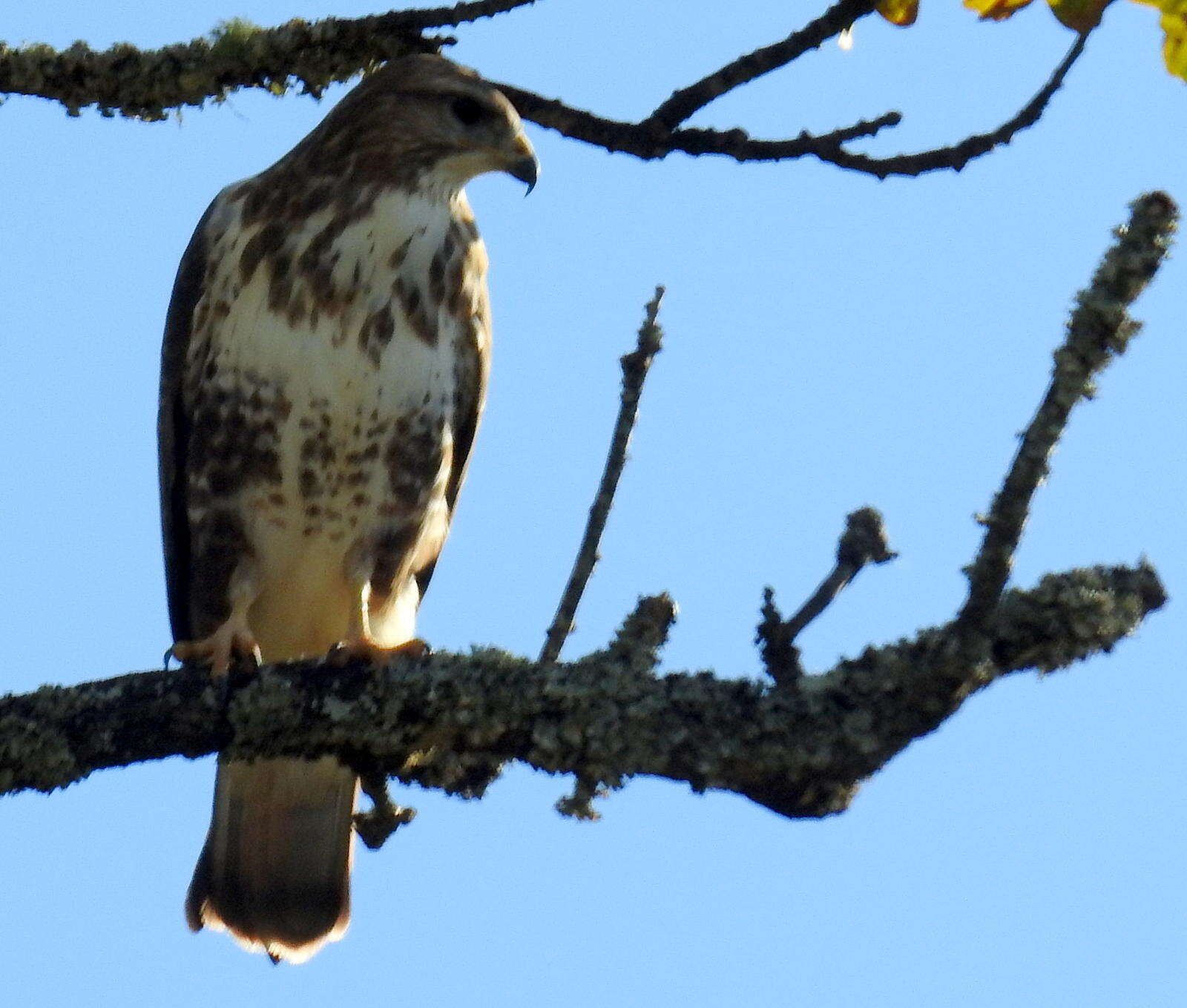 Imagem de Buteo trizonatus Rudebeck 1957