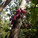 Image of Syzygium longifolium (Brongniart & Gris) Dawson