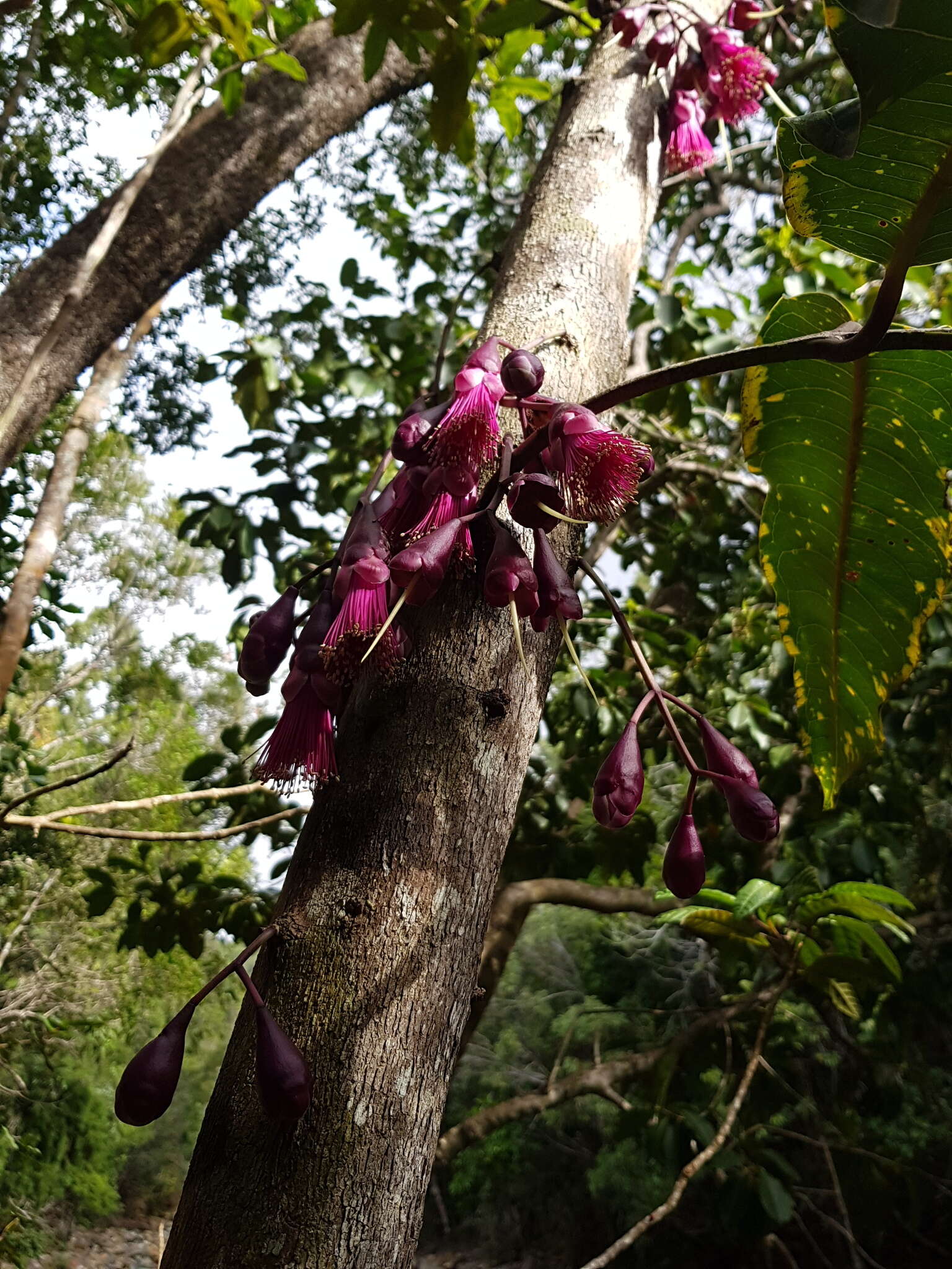 Syzygium longifolium (Brongniart & Gris) Dawson - Encyclopedia ...