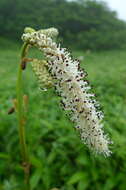 Image of Poterium tenuifolium var. alba (Trautv. & C. A. Mey.)