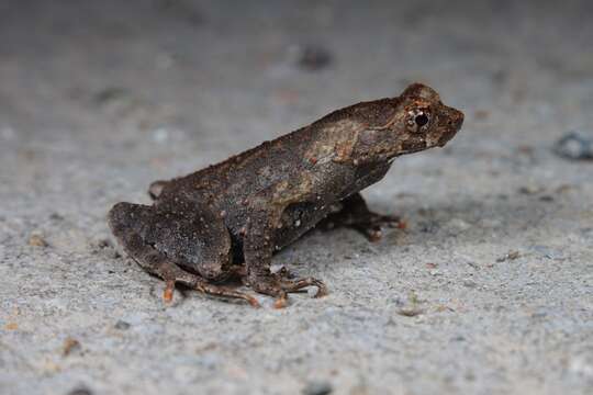 Image of Boettger's horned toad