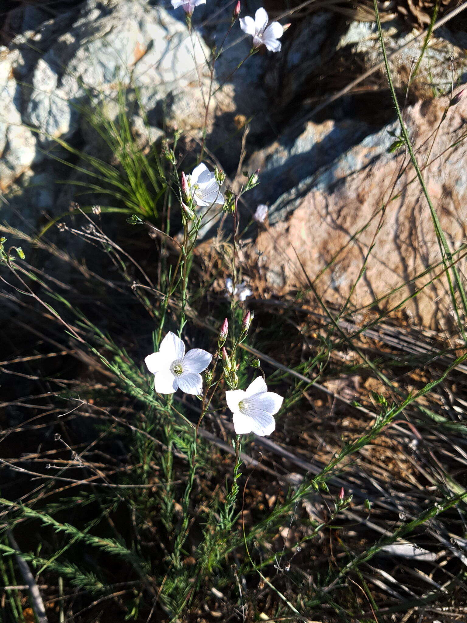 Image of Linum suffruticosum L.