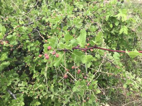 Image of Bursera epinnata (Rose) Engl.