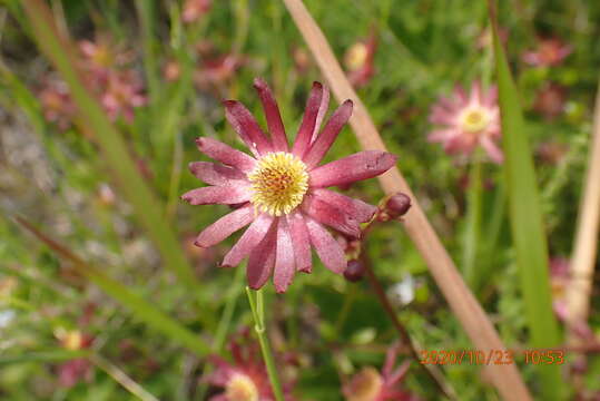 Image of Knowltonia vesicatoria subsp. humilis H. Rasmussen