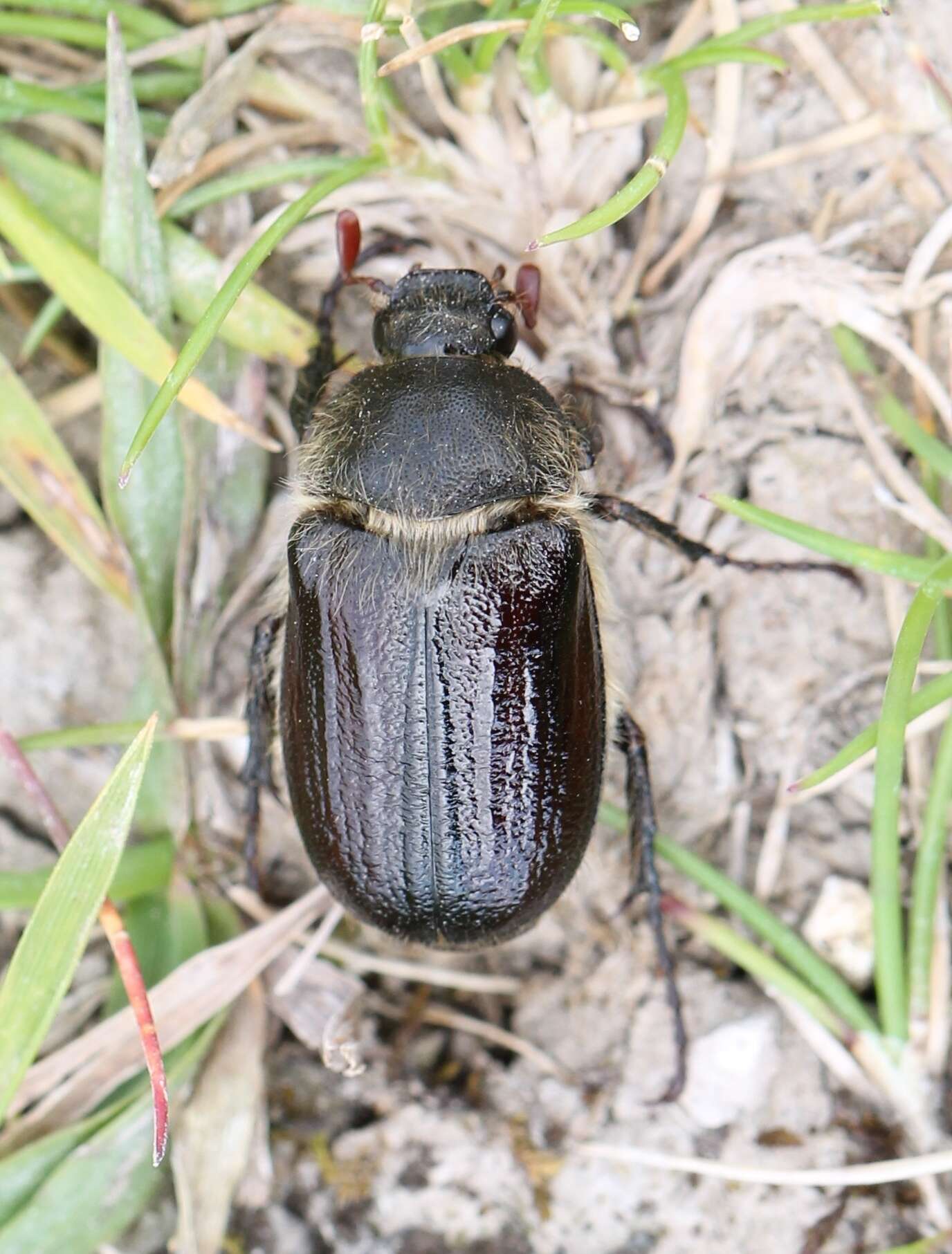 Sivun Amphimallon atrum (Herbst 1790) kuva