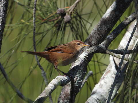 Image of Tawny Grassbird