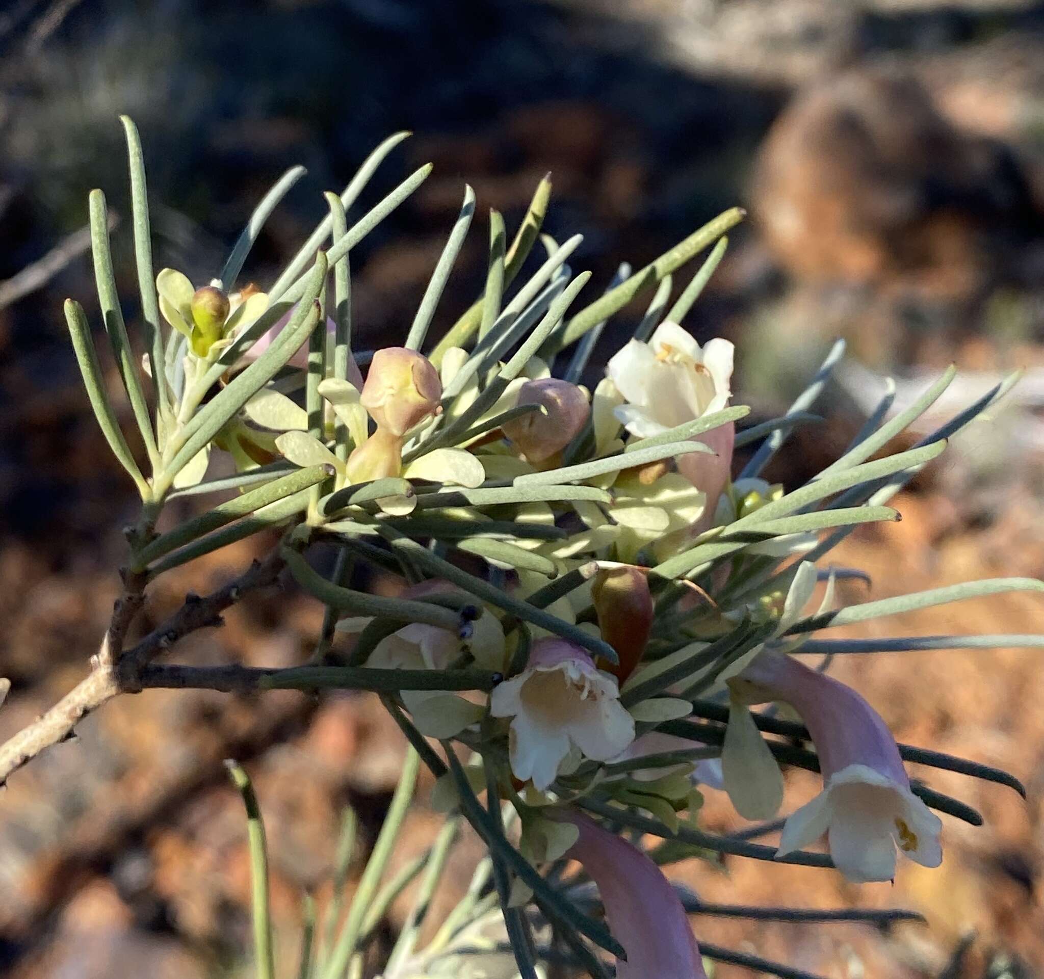 Eremophila oppositifolia R. Br. resmi