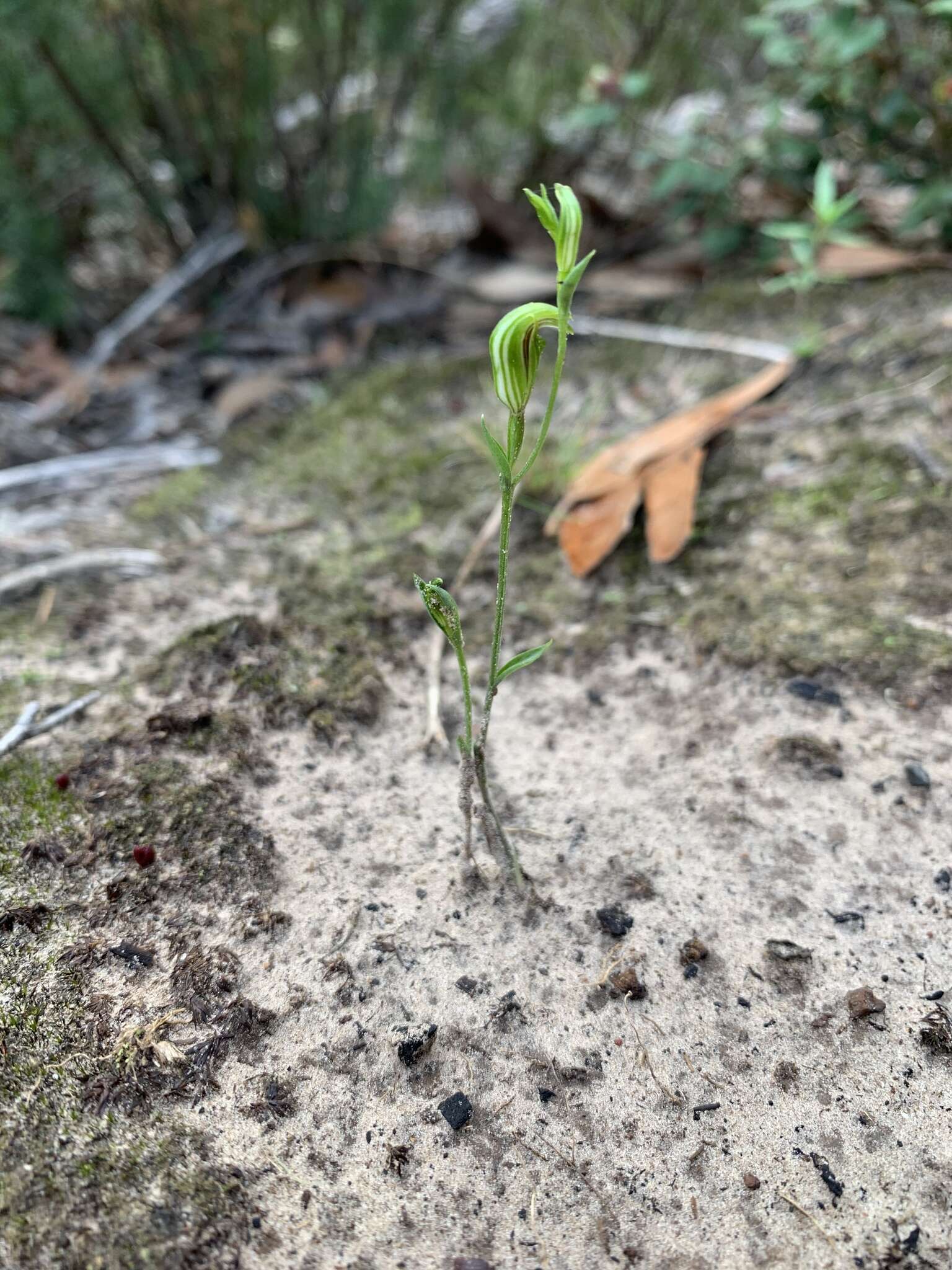 Image of Tiny greenhood