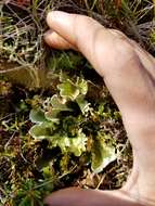 Image of arctic kidney lichen