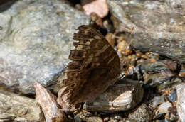 Image of Junonia erigone Cramer 1779