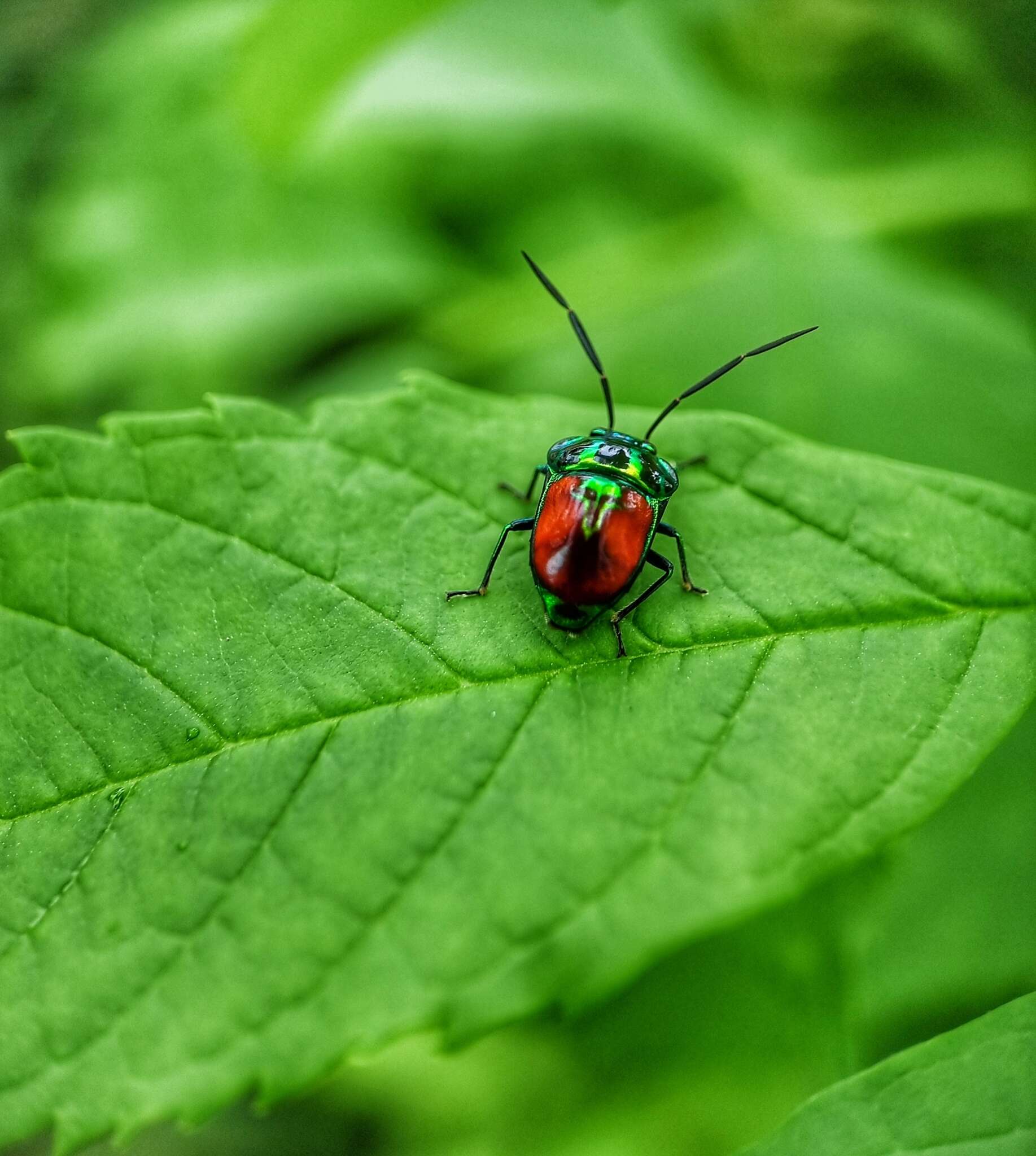 Image of Chrysocoris Hahn 1834