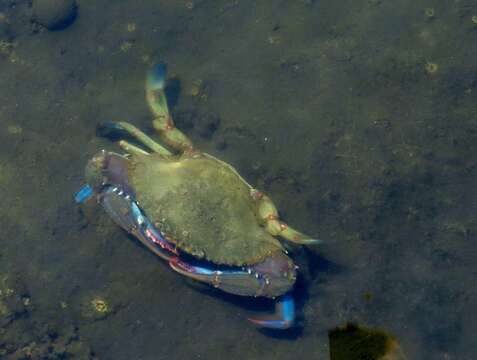 Image of arched swimming crab