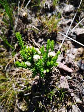 Image of Erica triflora L.