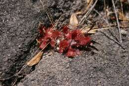 Drosera montana var. tomentosa (St. Hil.) Diels的圖片