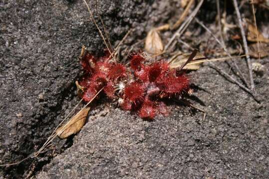 Image of Drosera montana var. tomentosa (St. Hil.) Diels