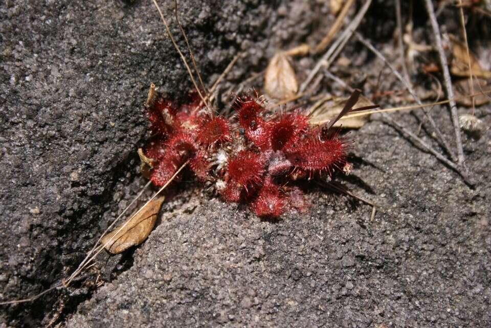 Drosera montana var. tomentosa (St. Hil.) Diels的圖片