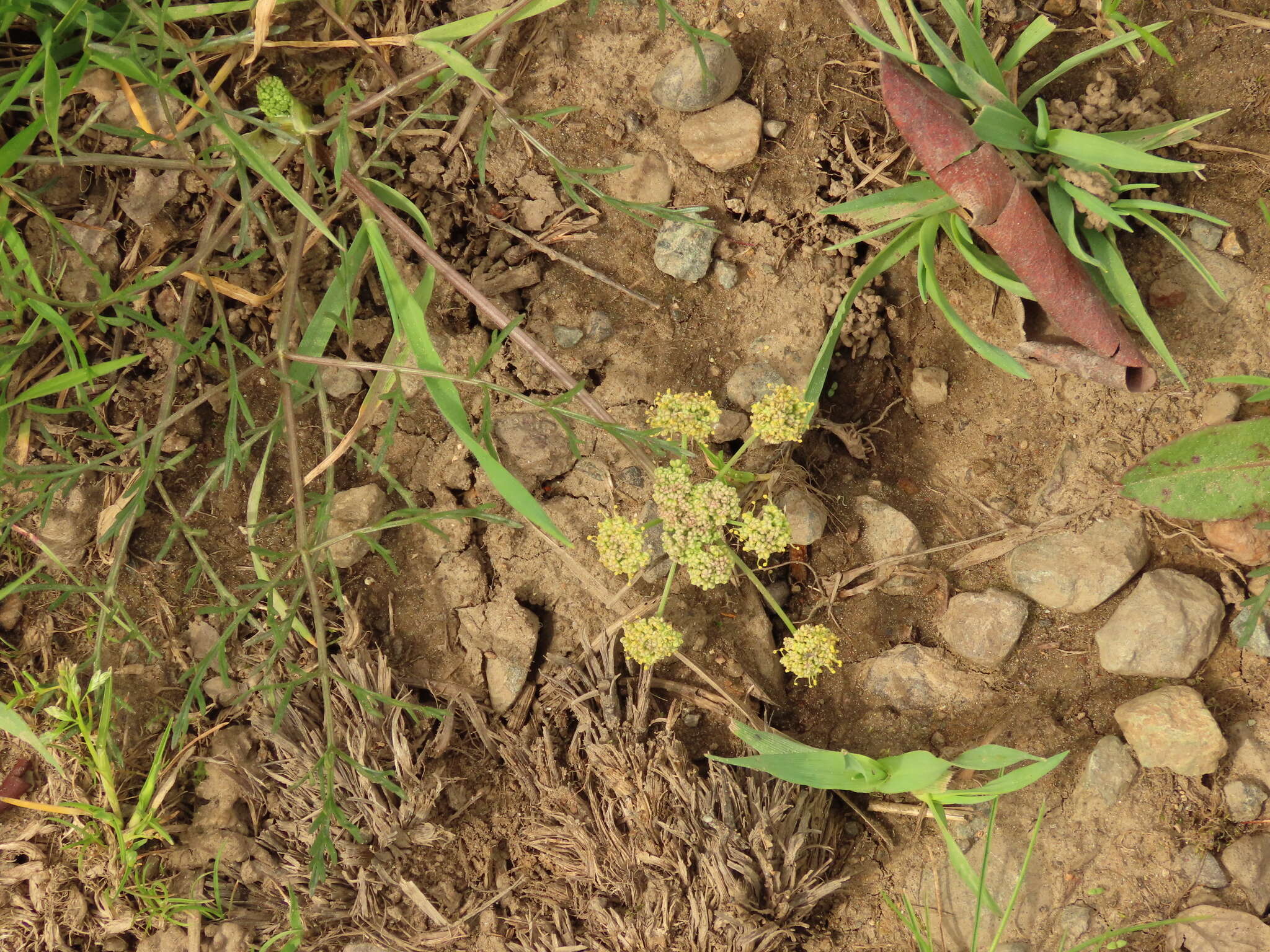 Imagem de Lomatium cookii J. S. Kagan