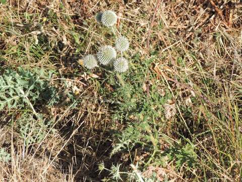 Image of Echinops sphaerocephalus subsp. sphaerocephalus