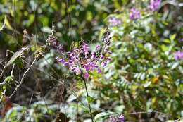 Image of Asemeia floribunda (Benth.) J. F. B. Pastore & J. R. Abbott