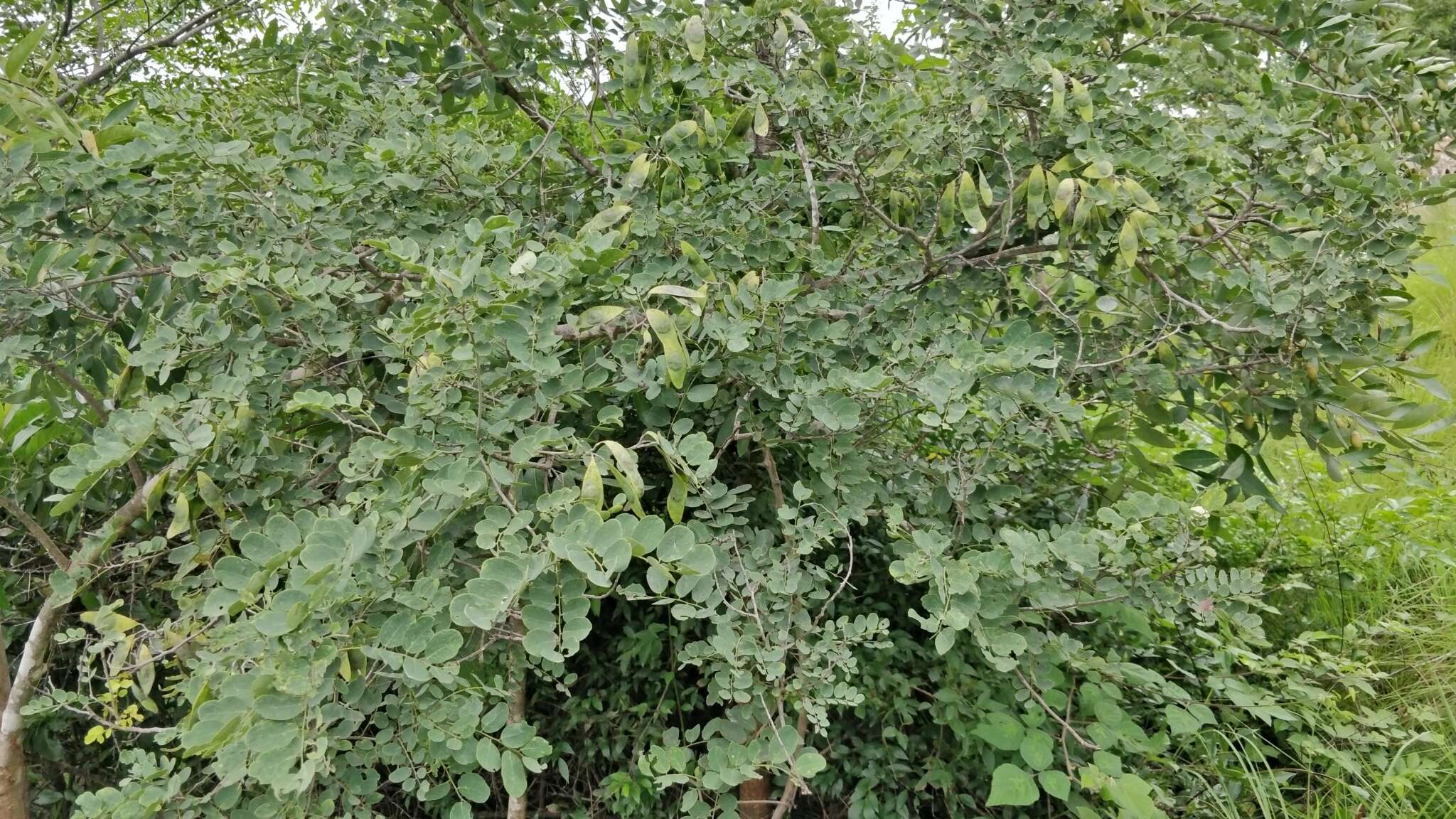 Слика од Dalbergia lanceolaria subsp. paniculata (Roxb.) Thoth.