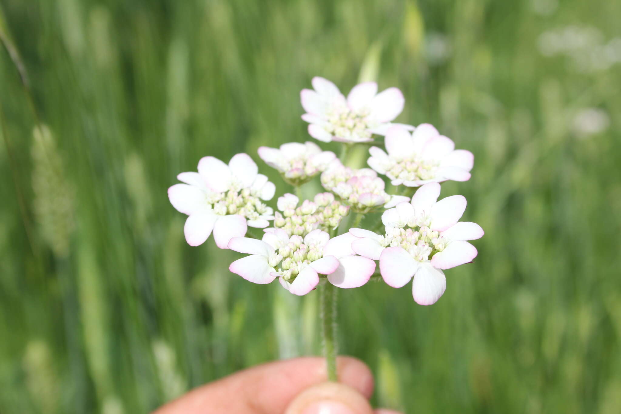 Image of Lisaea strigosa (Banks & Sol.) Eig