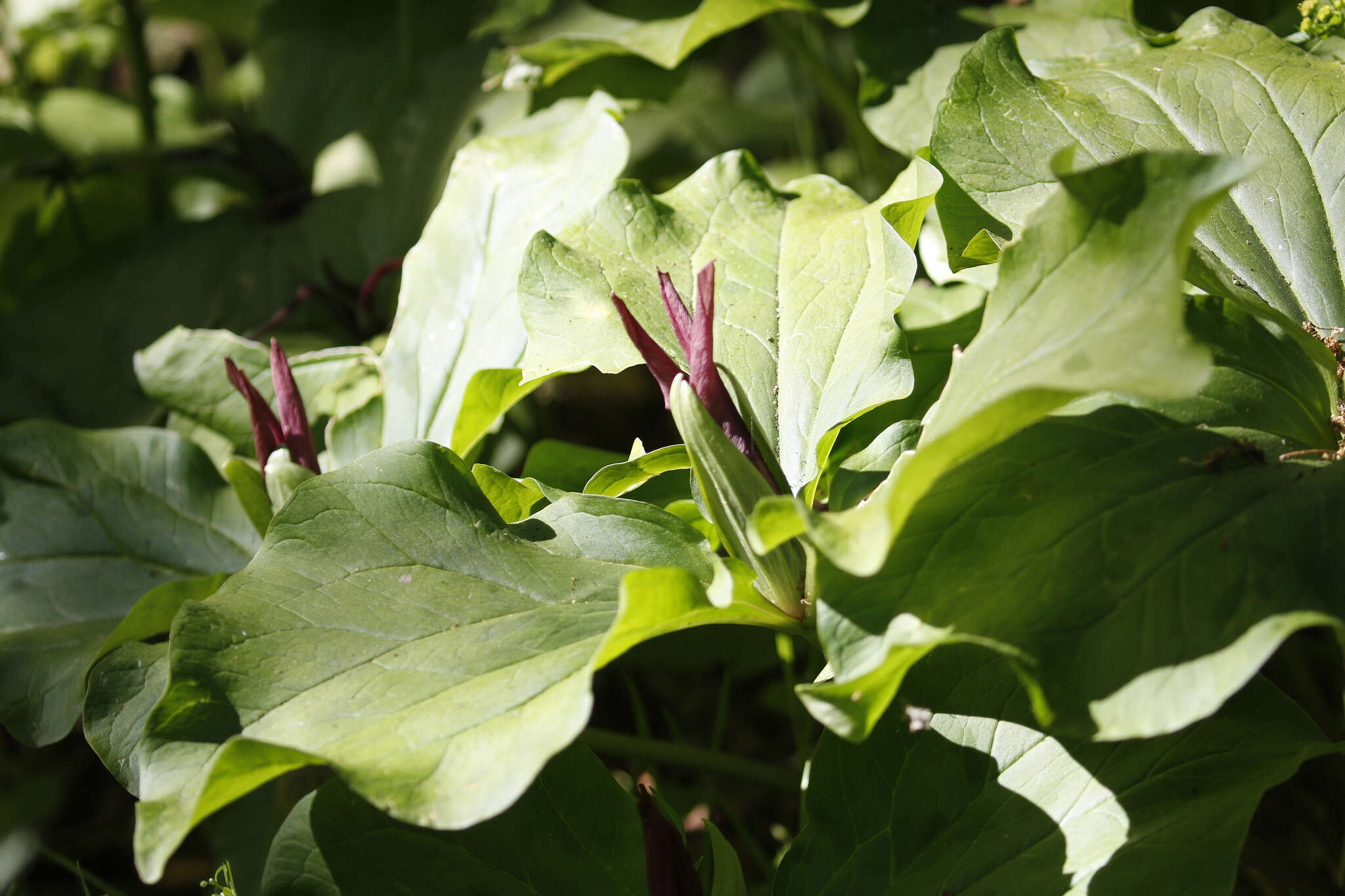 Image of giant wakerobin