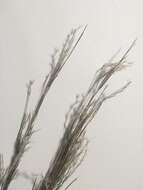 Image of Colombian bluestem