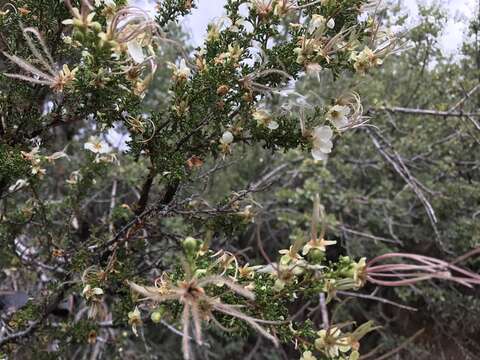 Image of Stansbury cliffrose