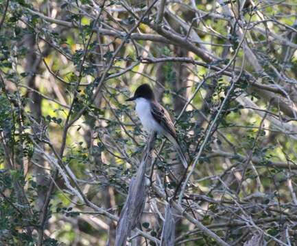 Image of Loggerhead Kingbird