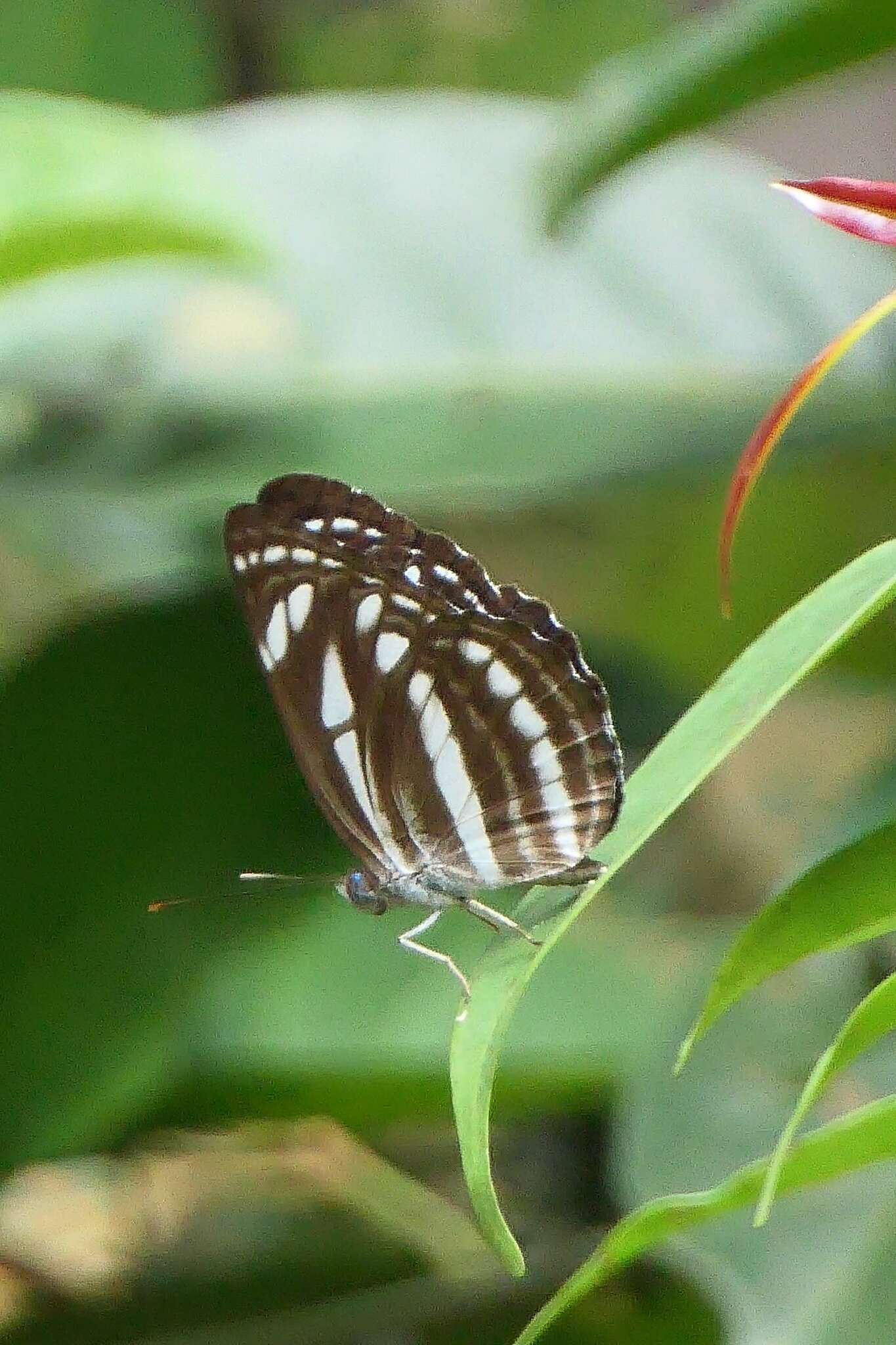 Image of Neptis leucoporus cresina